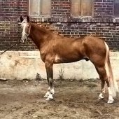 Tempus Fugit, лошадь, которой русские восхищаются также как и Луи Диллоном (Lou Dillon).