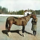 Каракуль. Лошадь из конюшни Анненкова.