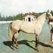 Каракуль. Лошадь из конюшни Анненкова.